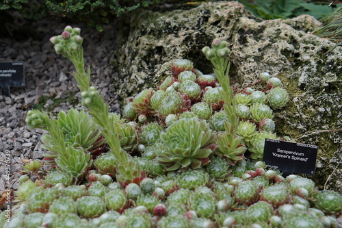 Obraz na płótnie Sempervivum Kramer's Spinard