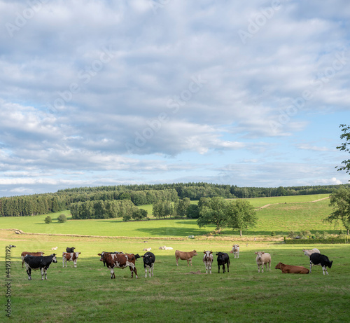 cows in variations of white, black, brown and red in green grassy countryside landscape of northern france near charleville