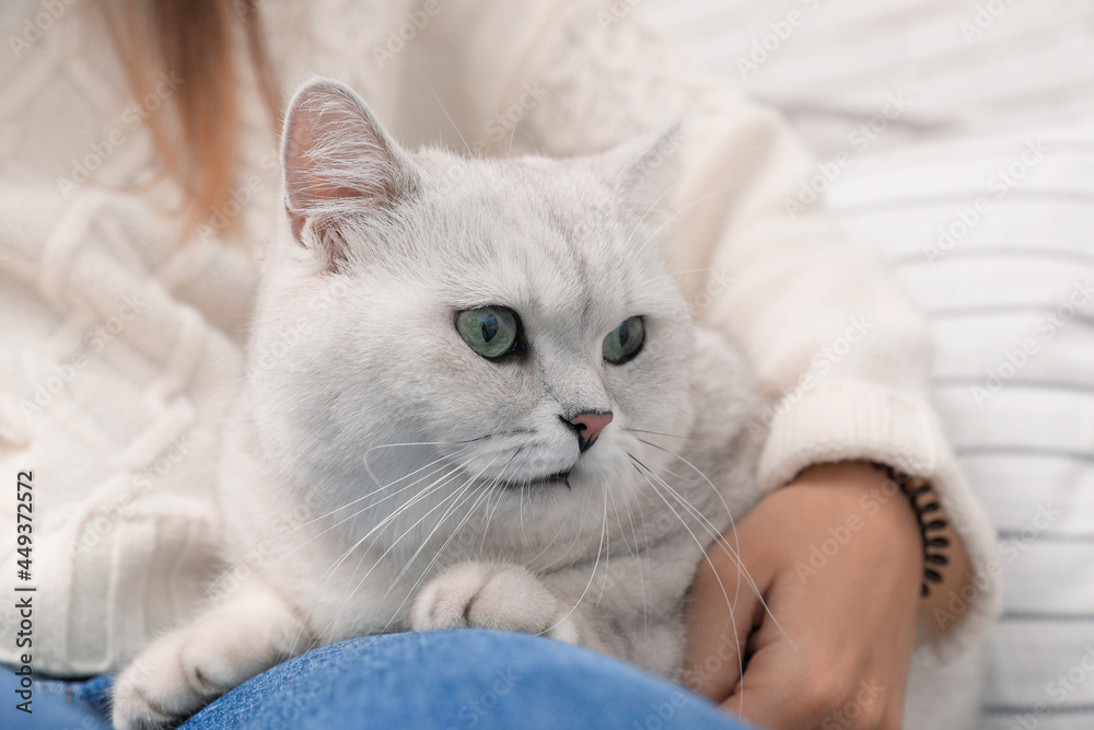 Adorable white British Shorthair cat with his owner on blurred background, closeup. Cute pet