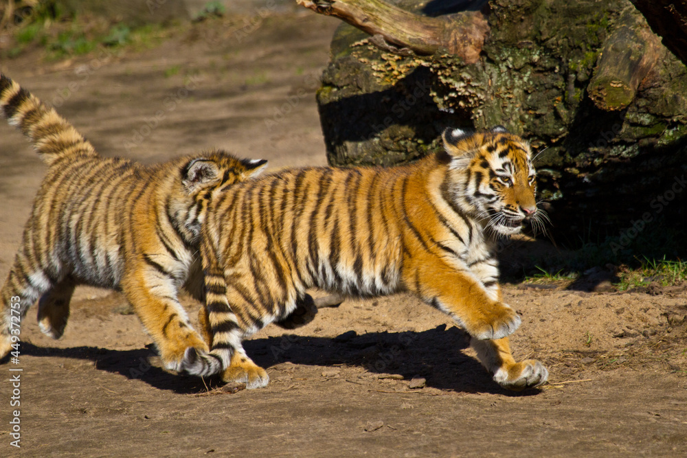 Junge Tiger im Zoo, Tigerbaby, Sibirischer Tiger (Panthera tigris altaica) Junge Tiger im Zoo, Tigerbaby, Sibirischer Tiger (Panthera tigris altaica)
