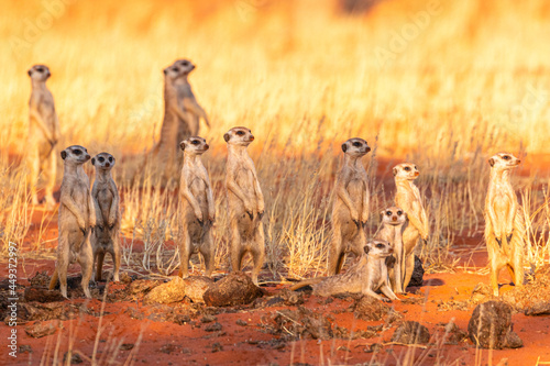 Bilde på lerret Erdmännchen Gruppe (Suricata suricatta) in der Kalahari, Namibia