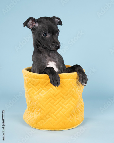 Black Italian greyhound pup sitting  in a yellow basket against a blue background photo