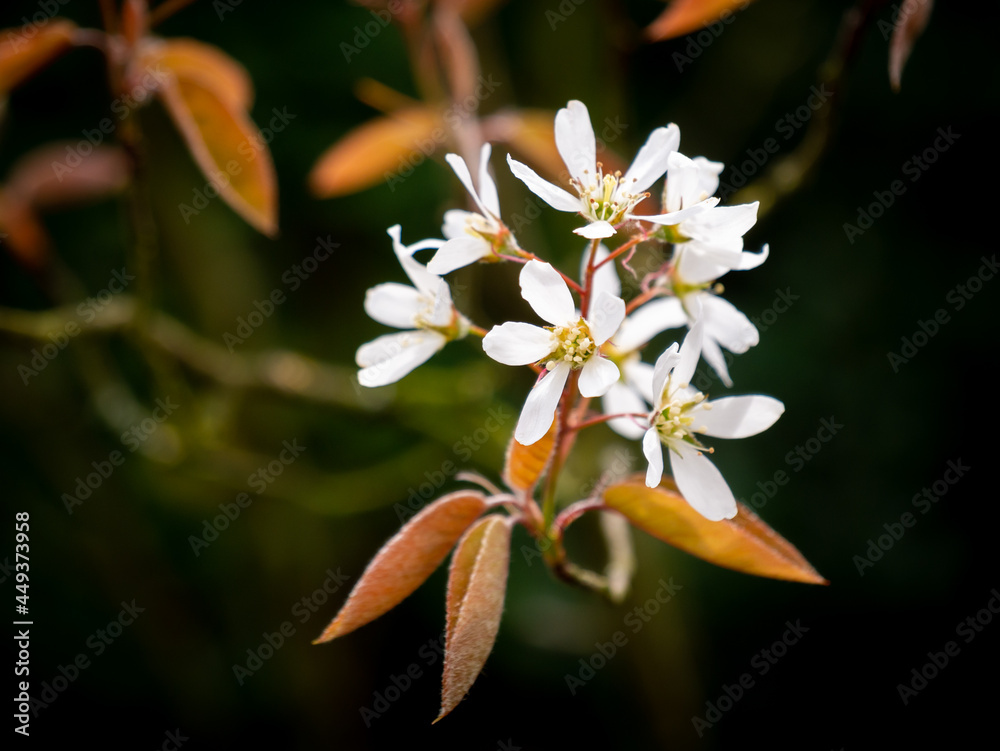 Snowy mespilus or juneberry, Amelanchier lamarkii, reddish brown leaves and white flowers in spring, Netherlands Snowy mespilus or juneberry, Amelanchier lamarkii, reddish brown leaves and white flowers in spring, Netherlands