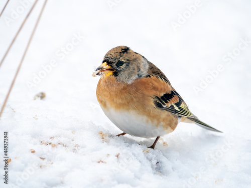 Brambling, Fringilla montifringilla, male in winter plumage eating seeds in snow, Netherlands photo