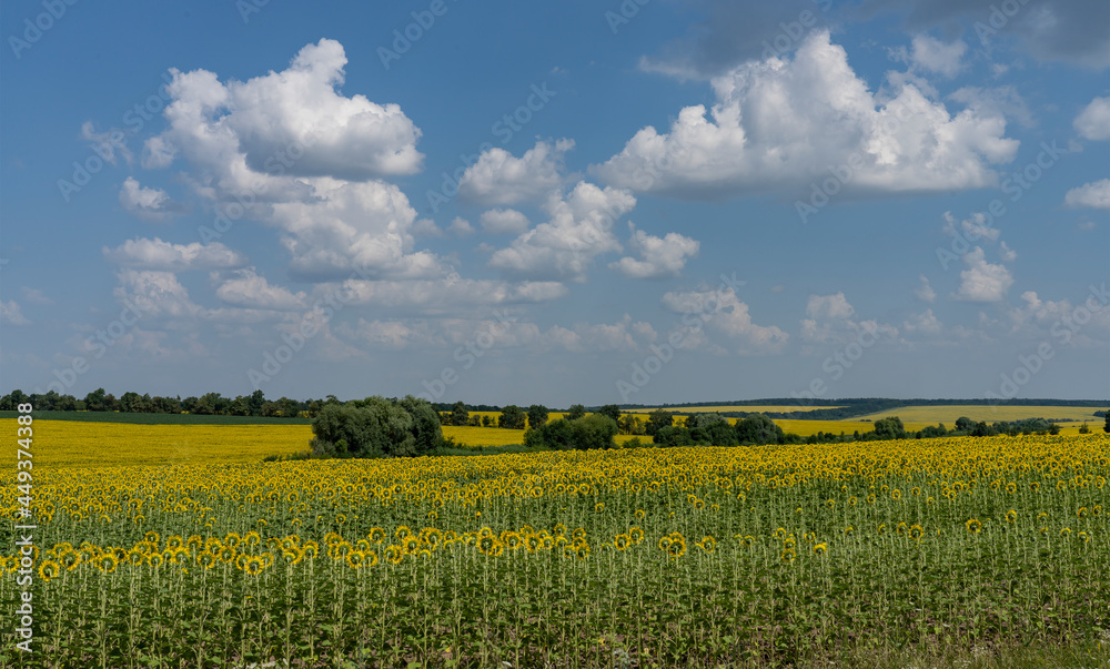 Beautiful and large sunflowers on a field with beautiful clouds. Beautiful and large sunflowers on a field with beautiful clouds.