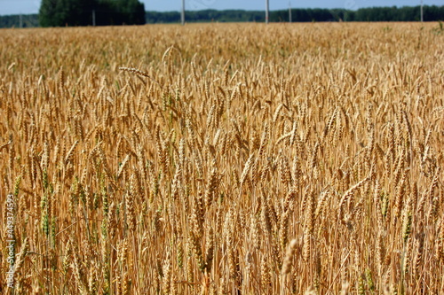 yellow wheat field and trees in the background