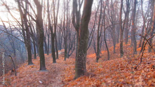 Jesienny las, opadnięte liści