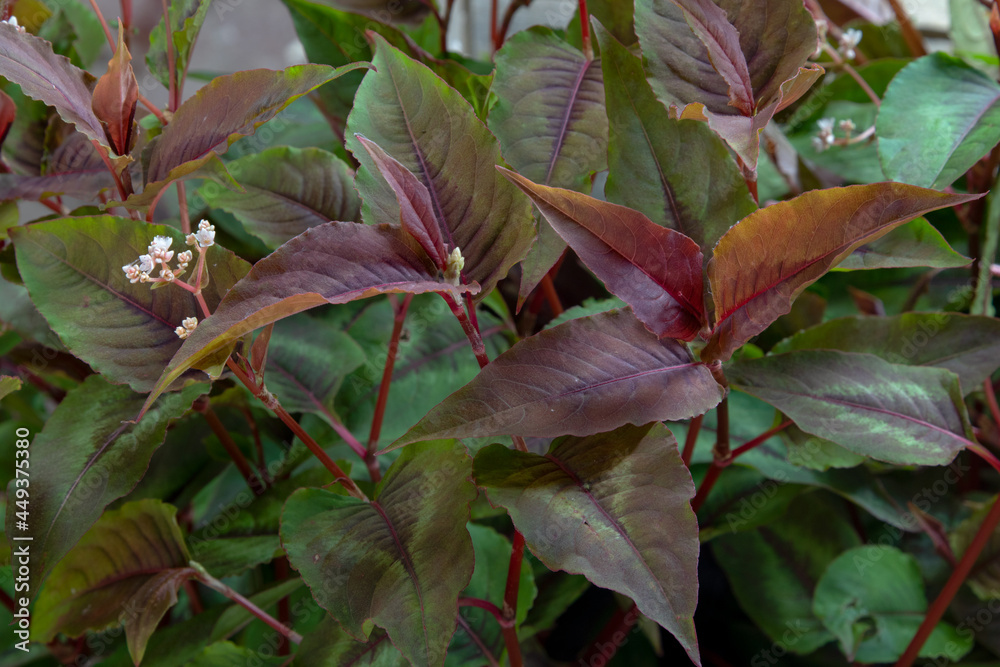knotweed red dragon (Persicaria microcephala 'Red Dragon') knotweed red dragon (Persicaria microcephala 'Red Dragon')