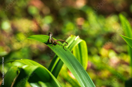 A small lizard is sitting on a grass in a tropical garden