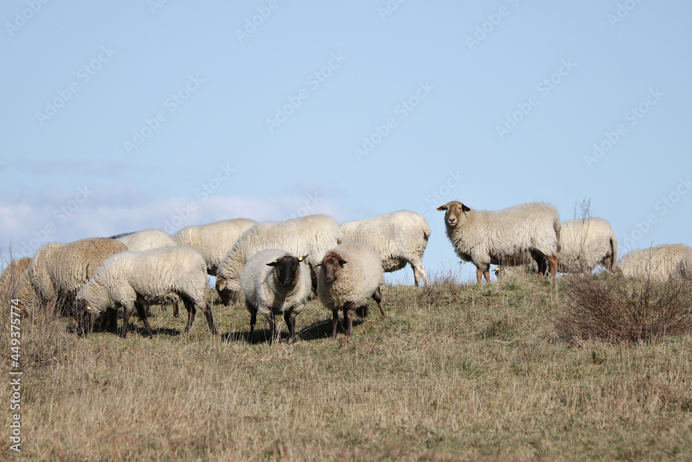 Schafherde auf einer trockenen Wiese Schafherde auf einer trockenen Wiese