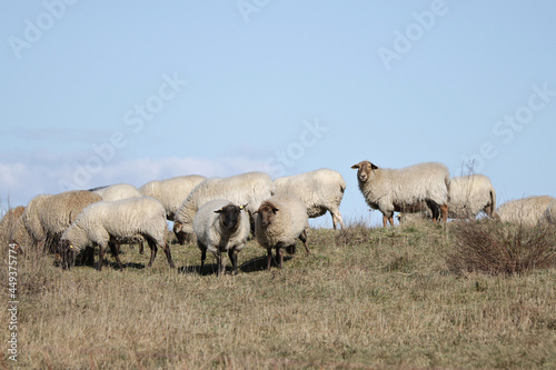 Schafherde auf einer trockenen Wiese
