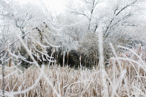 фотографія Frosted grasses and trees around Wilson Pond in Nampa, Idaho