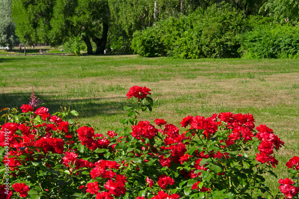 Bright red beautiful roses in a flower garden on a background of green trees in a city park