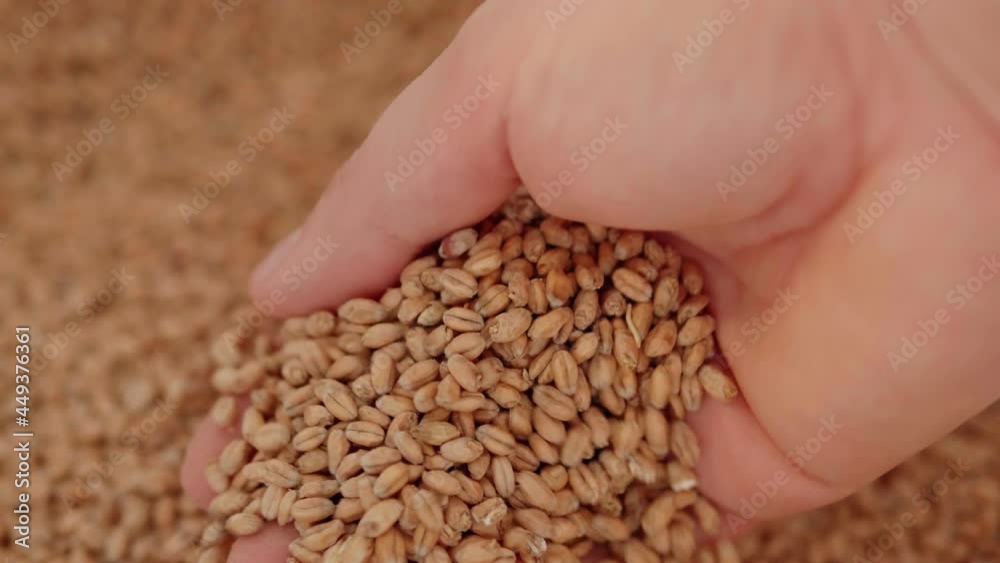 Grains of malt in the palm of a man Grains of malt in the palm of a man