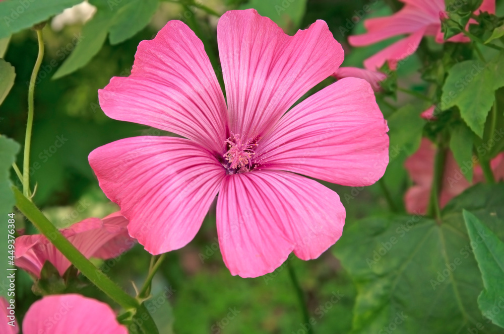 One bright colorful pink Lavatera flower..close-up on a background of green leaves One bright colorful pink Lavatera flower..close-up on a background of green leaves