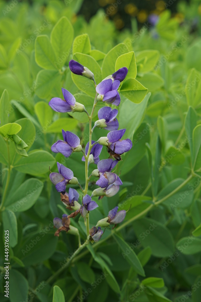 Blue False indigo, Baptisia australis Blue False indigo, Baptisia australis