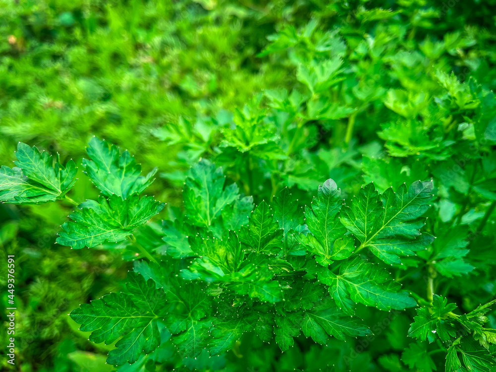 Looking down on the vibrant green leaves of the flat italian parsley plant. Looking down on the vibrant green leaves of the flat italian parsley plant.