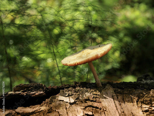 Lone mushroom growing on tree stump