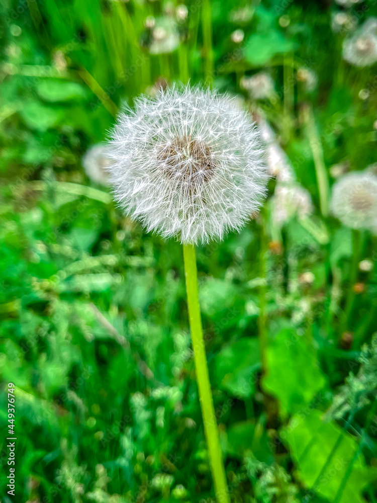 Beautiful white fluffy dandelions, dandelion seeds in sunlight. Natural green spring background, macro, selective focus, close-up Beautiful white fluffy dandelions, dandelion seeds in sunlight. Natural green spring background, macro, selective focus, close-up