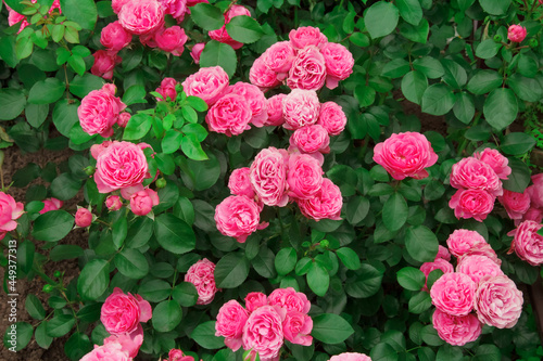 Fototapeta Naklejka Na Ścianę i Meble -  Street flower bed. Home garden. Beautiful pink garden rose outdoors