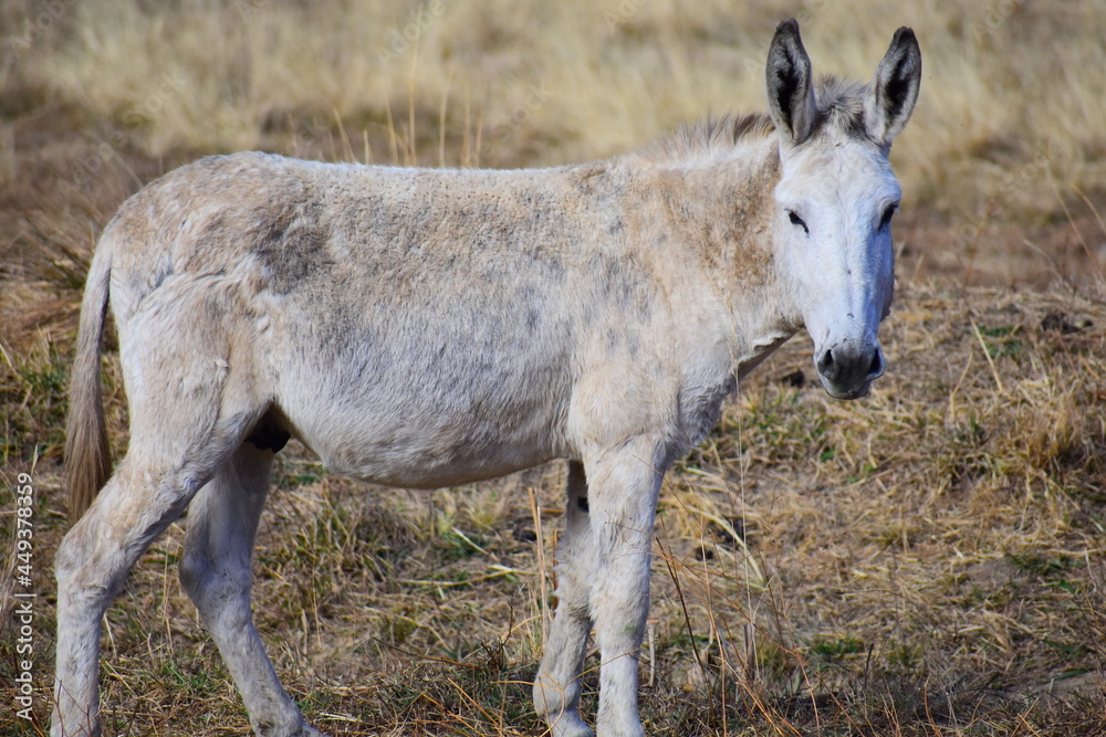 donkey in the field