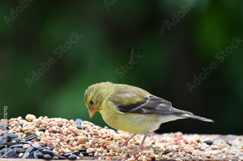 Fotografie A young goldfinch at the feeder