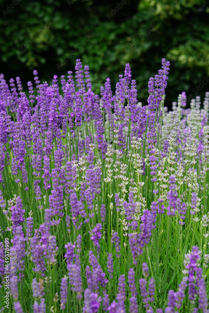 Naklejka premium Lavender