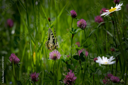 Schmetterling