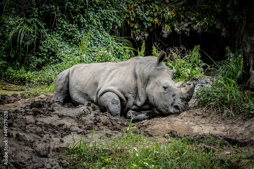 a black skin rhino is in safari