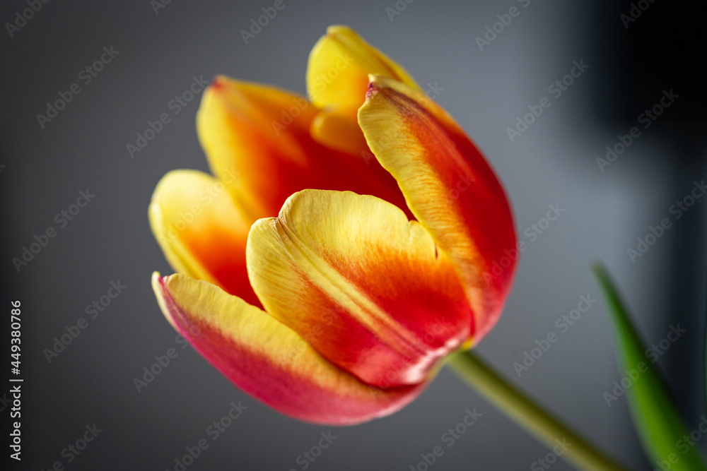 Tulpe Nahaufnahme - Bild 1 Tulpe Nahaufnahme - Bild 1