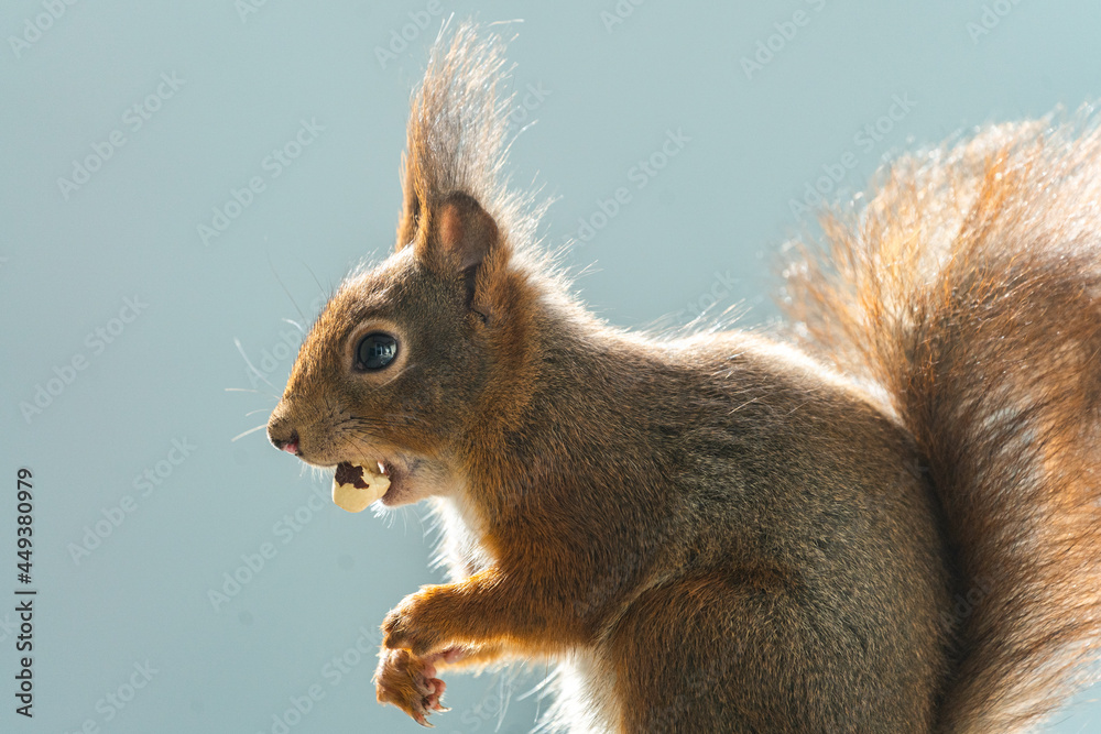 Fototapeta premium Eichhörnchen beim Nüsse futtern - Bild 10