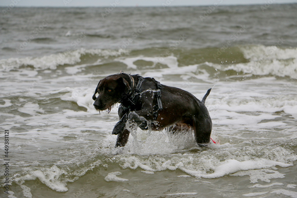 funny brown mixed dog is running in the water at the beach funny brown mixed dog is running in the water at the beach