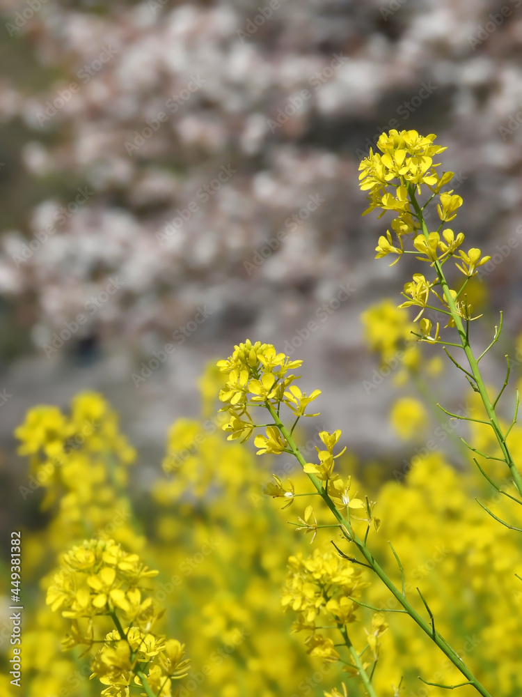 Obraz premium 春の主役の露払い