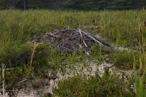 Fototapeta Naklejka Na Ścianę i Meble -  Close view of a beaver dam - pile of sticks and branches at a swamp, surrounded by  high reeds with coniferous forest in the background.