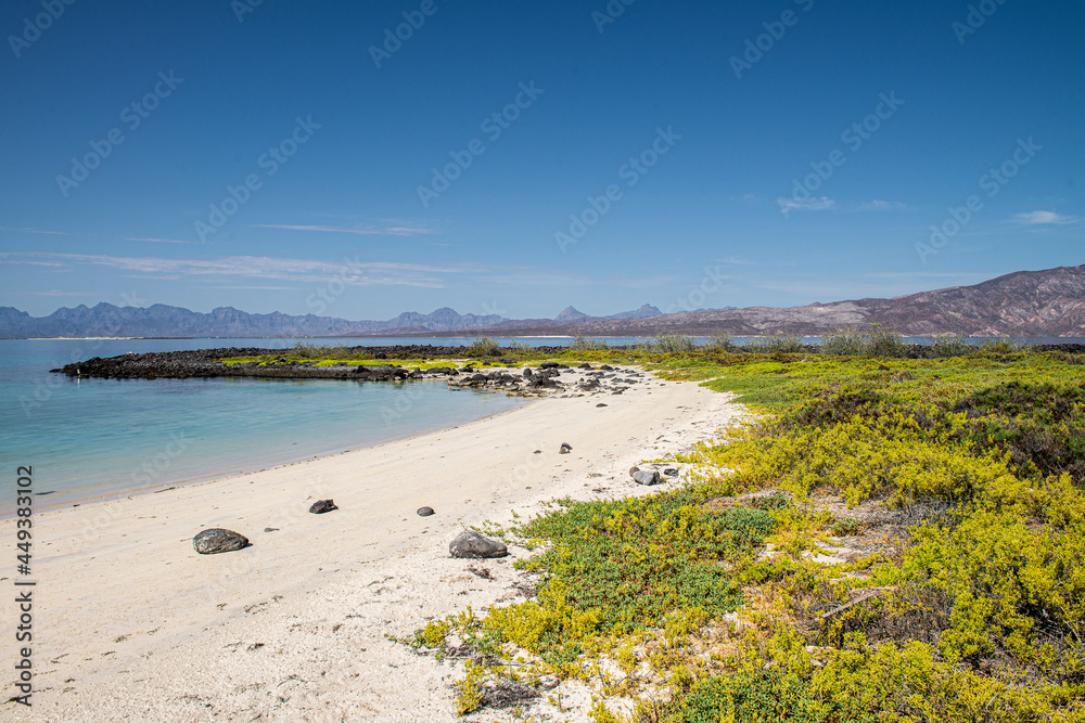 A white sand beach  with rocks, crystal clear water and vegetation, under a blue summer sky and mountains in the background, seascape of Coronado island in the sea of Cortes Baja California Sur Mexico
