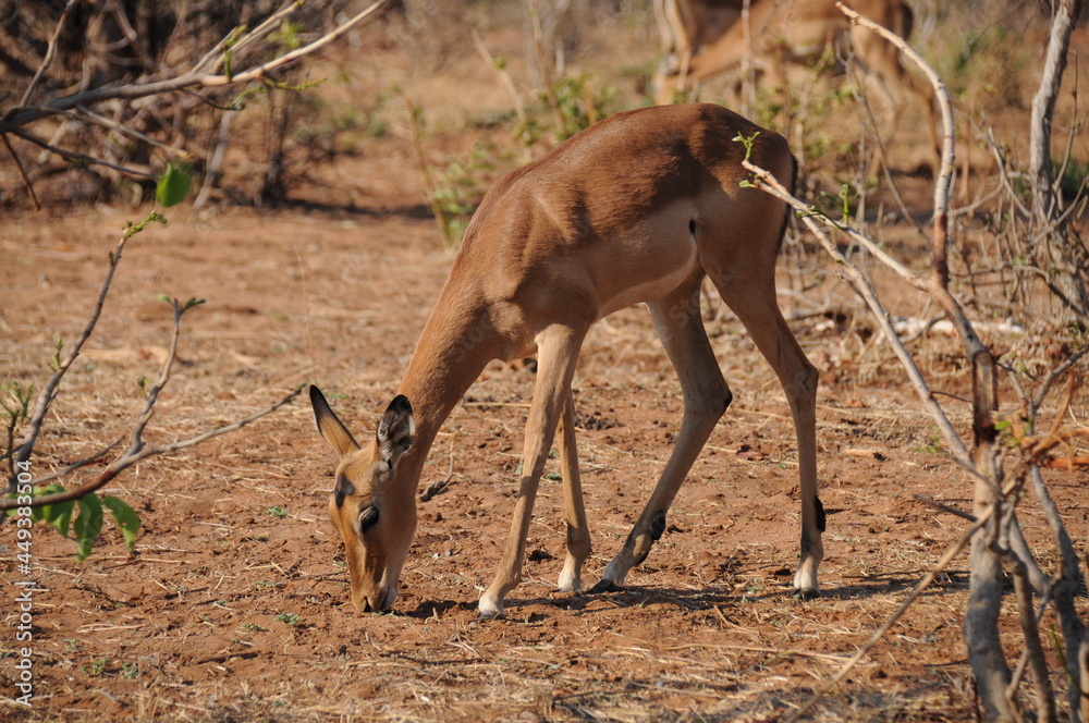 Naklejka premium Graceful impala antelope grazing in savannah, Chobe national park, Botswana