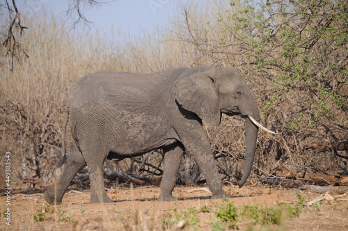 Big african elephant walking in Chobe national park  Botswana