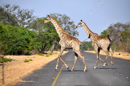 Photography Two african giraffes walking across highway, Kruger National park, South Africa