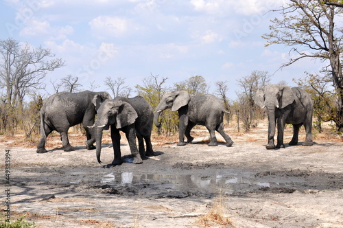 A group of elephants at watering hole on a clear sunny day, Chobe national park, Botswana