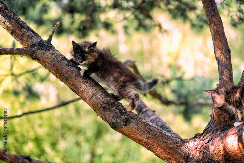Lovely maine coon kittens sitting on a tree in a forest in summer.