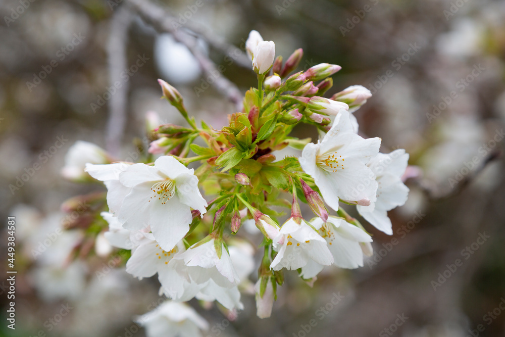 Flowers of the cherry blossoms on a spring day Flowers of the cherry blossoms on a spring day