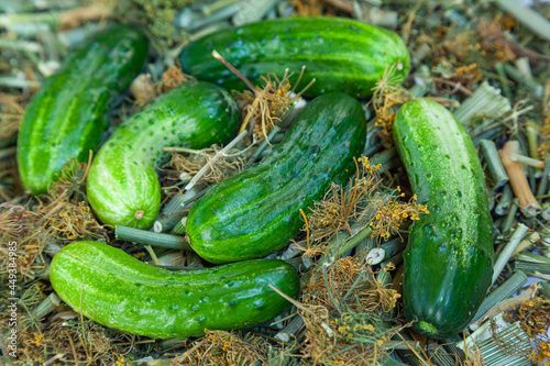 Fresh green cucumbers on chopped dried dill  prepared for pickling.