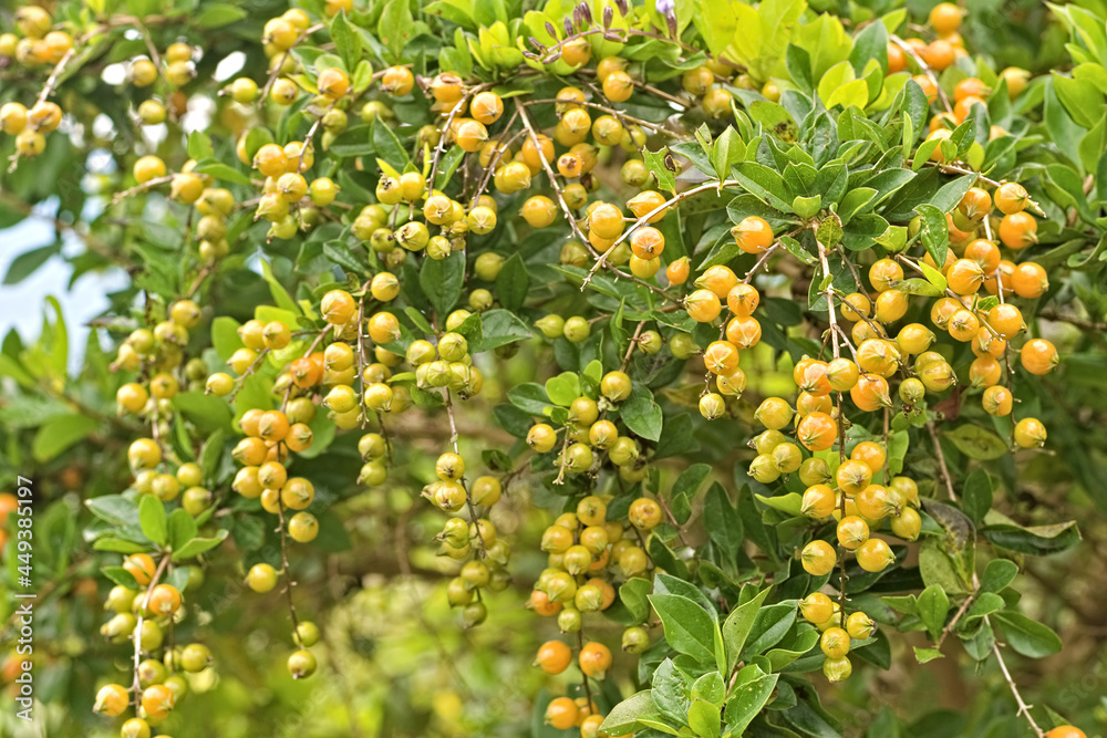 Plant with yellow fruits. Shrub with seeds. Plant with green leaves and