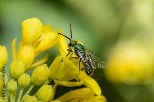 bee on a yellow flower