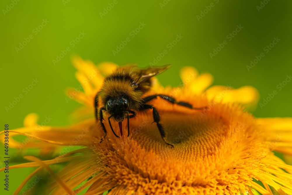 Bumblebee and flower Bumblebee and flower