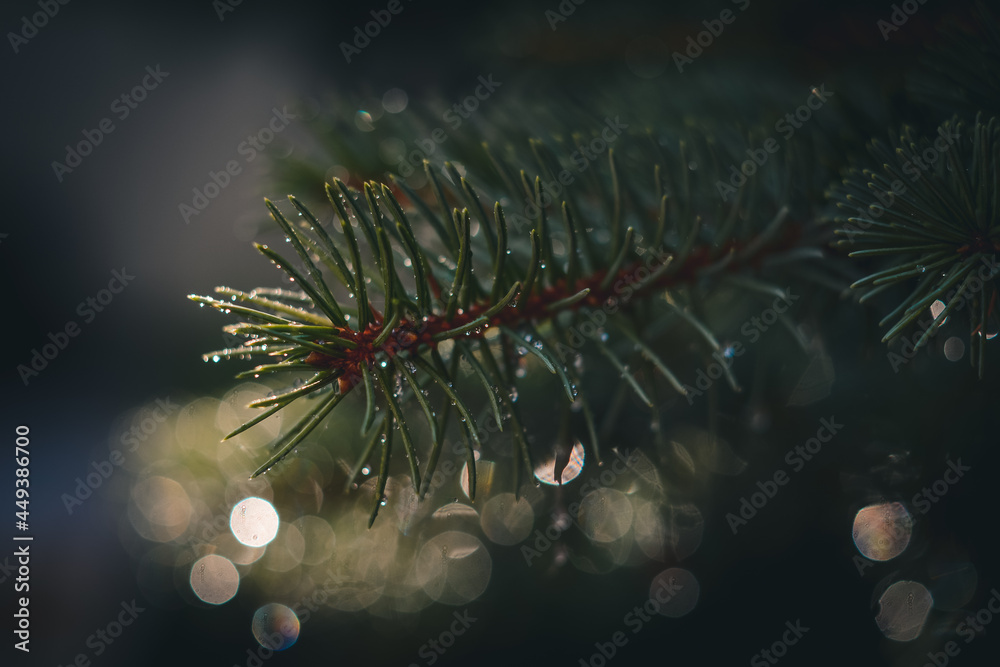 christmas tree lights