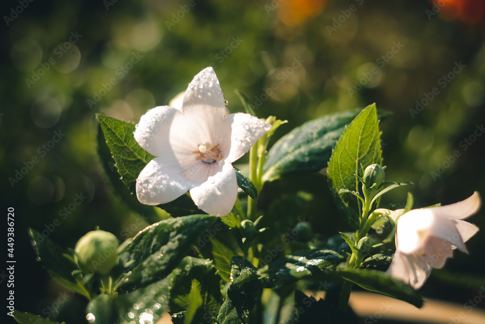 lily of the valley