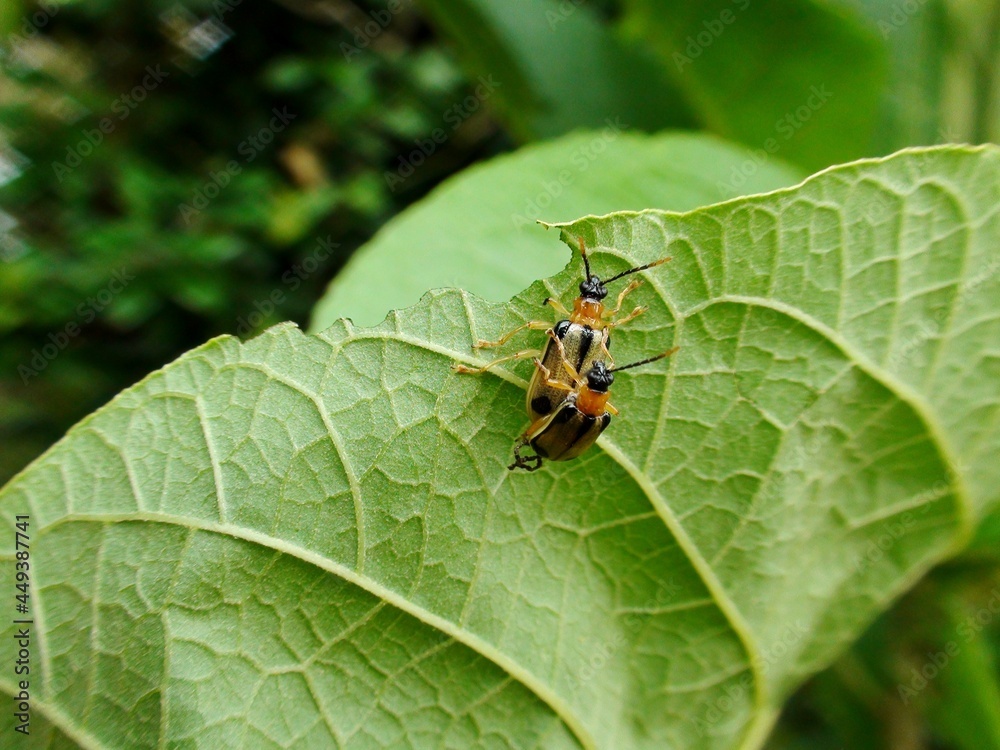 inseto besouro - lycidae inseto besouro - lycidae