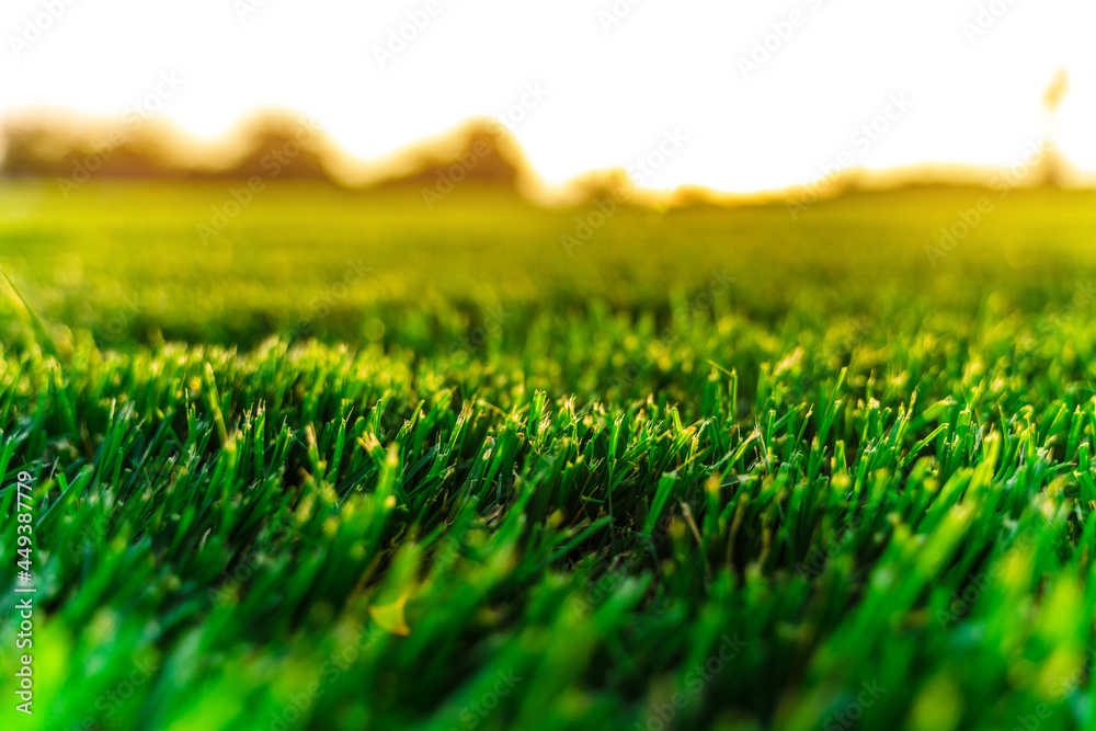 Natural background of green grass Natural background of green grass