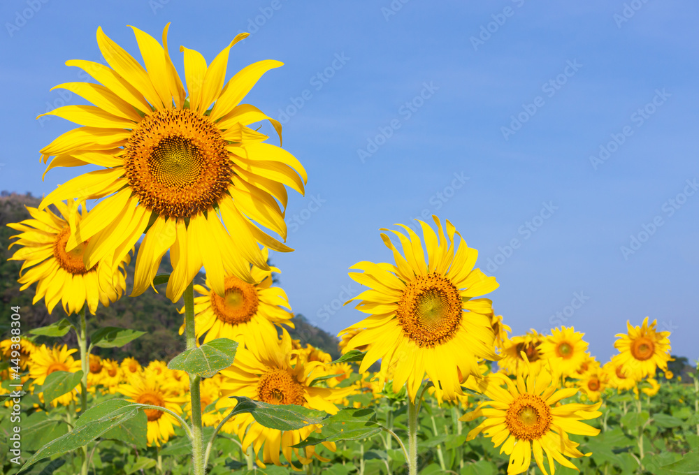 Yellow flower under blue sky in summer season
